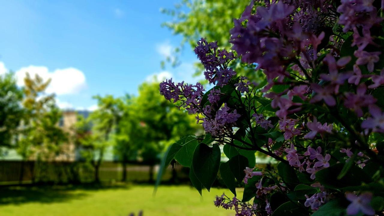 Villa Gracja Łeba Dış mekan fotoğraf